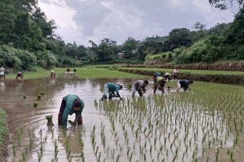 Tập trung sản xuất vụ hè - thu 2025