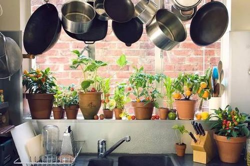 Giới nhà giàu thường đặt cây xanh ở vị trí này, bảo sao tiêu tiền không hết