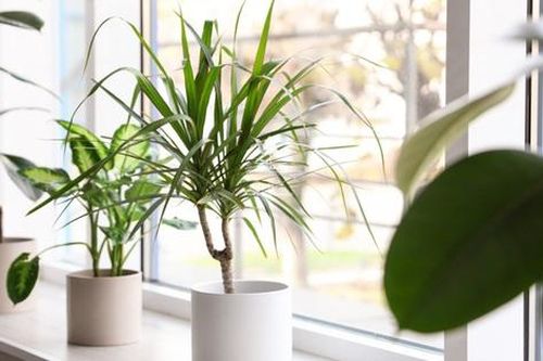 Trồng cây mắc lỗi này thì cây gì cũng héo úa
