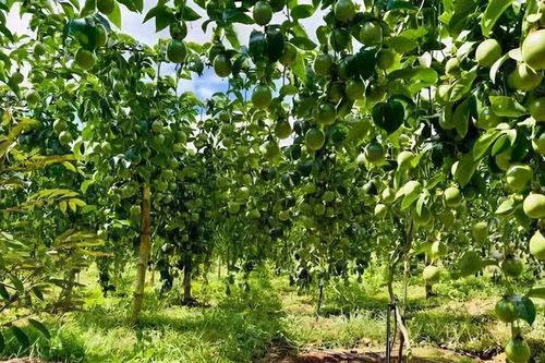 Ngành chanh dây và tiềm năng cán mốc tỉ USD