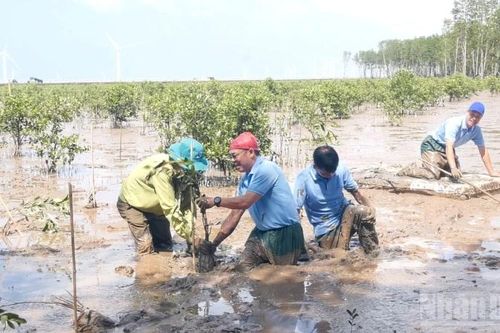 Cần Thơ: Trồng 5ha rừng ngập mặn bảo vệ đê biển Lai Hòa