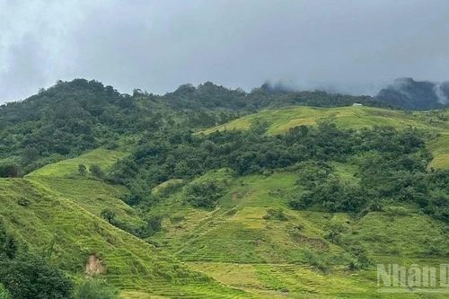 Quảng Ngãi: Xã Xốp phấn đấu hình thành vùng chuyên canh phục vụ công nghiệp chế biến