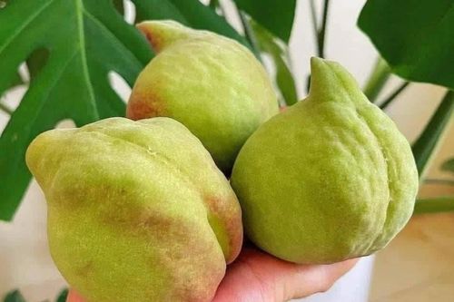 Đào mỏ quạ bán đầy chợ, phân biệt hàng Việt và Trung Quốc thế nào?
