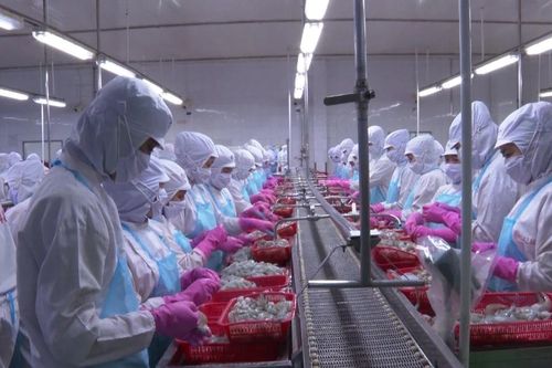 Sau hợp nhất, tỉnh Cà Mau quyết tâm tạo đột phá ngành tôm