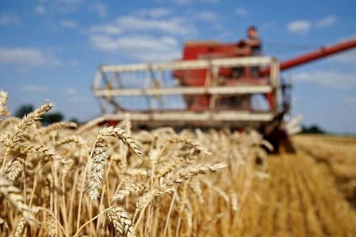 Gỡ áp lực cho ngành nông nghiệp, Argentina giảm thuế xuất khẩu vĩnh viễn