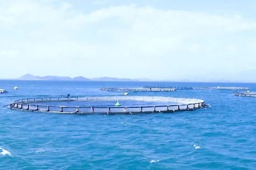 Khánh Hòa: Đột phá kinh tế biển nhờ nuôi trồng thông minh