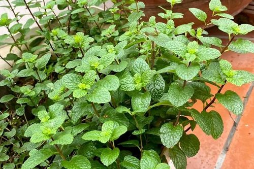 3 loại rau thơm ăn hằng ngày giúp bạn sống khỏe hơn