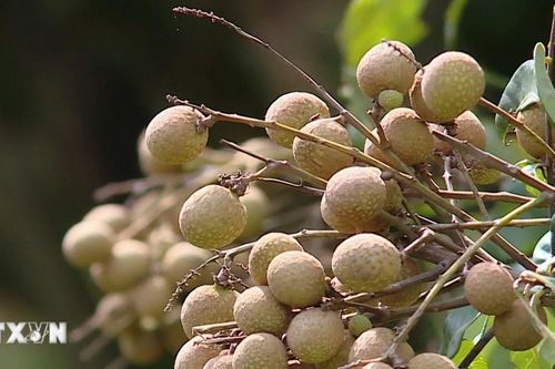 Phú Thọ: Nhãn Sơn Thủy mở rộng vùng trồng, nâng tầm xuất khẩu EU
