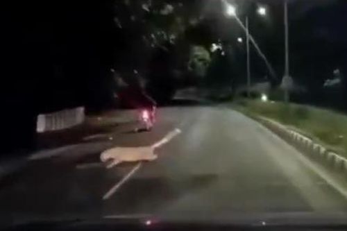 Báo hoa mai lao ra vồ người đi xe máy trong đêm và cái kết