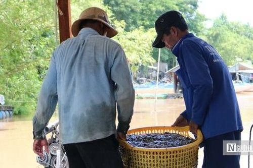 Chờ mùa nước nổi, nét độc đáo của vùng sông nước miền Tây Nam Bộ