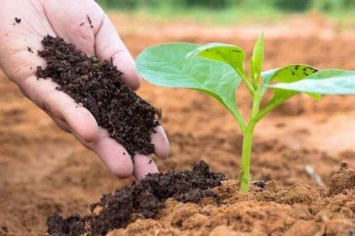 Giá urê tăng cao thúc đẩy lợi nhuận của DPM và DCM trong giai đoạn 2025-2029