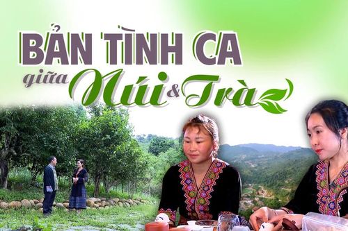 Bản tình ca giữa núi và trà