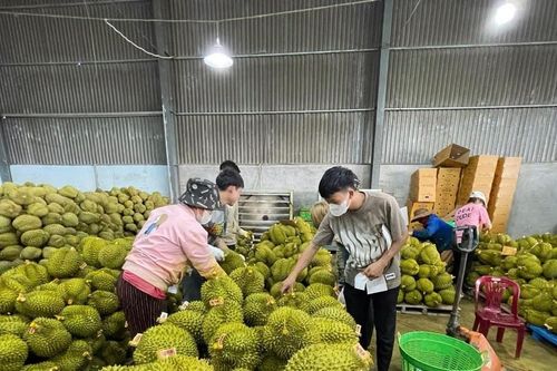 Làm gì để sầu riêng thơm ngon: Kinh nghiệm từ nhà vườn