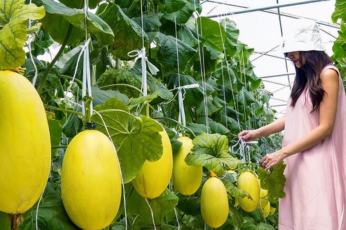 Đưa Nghị quyết Đại hội Đảng bộ xã Tân Thành lần thứ I, nhiệm kỳ 2025 - 2030 vào cuộc sống: Xã Tân Thành: Khai thác hiệu quả tiềm năng, lợi thế sẵn có để vươn mình
