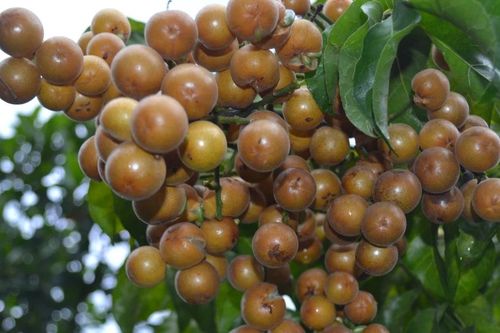 Hồng bì xứ Mường vào mùa quả mọng