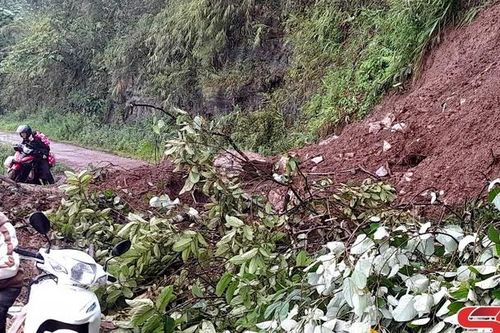 Quỳnh Nhai nhiều diện tích lúa bị ngập úng