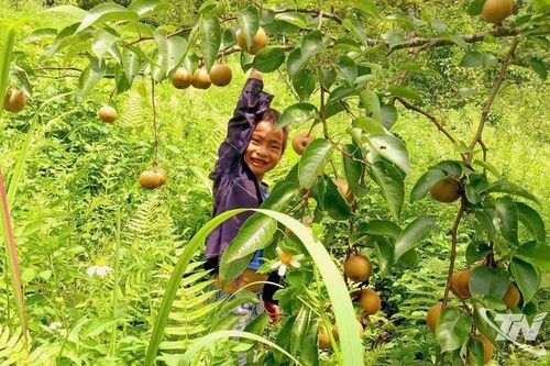 Lê Nà Pài - quả ngọt vùng cao