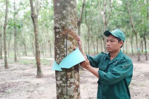 Vững đà đổi mới, VRG tăng tốc về đích năm 2025