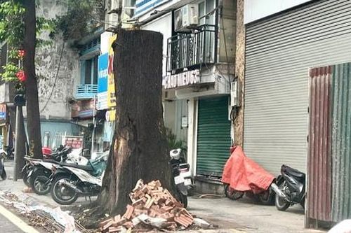 Nhiều cây xanh bị xâm hại, chết nhiều năm chưa được thay thế