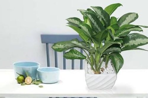 Muốn chặn vận xui, tiền lúc nào cũng rủng rỉnh, hãy sở hữu ngay cây giữ tiền