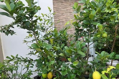 Trồng loại cây này ở nhà, vừa cho quả ăn, vừa chiêu tài lộc