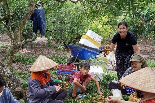 Sản xuất kết hợp du lịch trên vườn nhãn