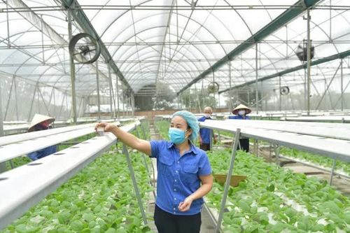 Tạo cơ chế thúc đẩy phát triển nông nghiệp đô thị sinh thái
