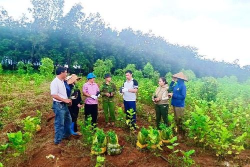 Gia Lai: Phát triển cây đàn hương tại vùng biên Ia Dom