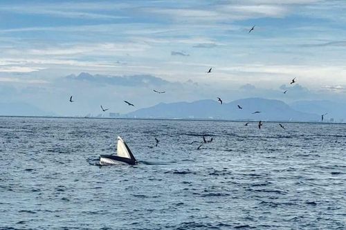 Du khách tận mắt chứng kiến cá voi săn mồi trên vịnh Nha Trang
