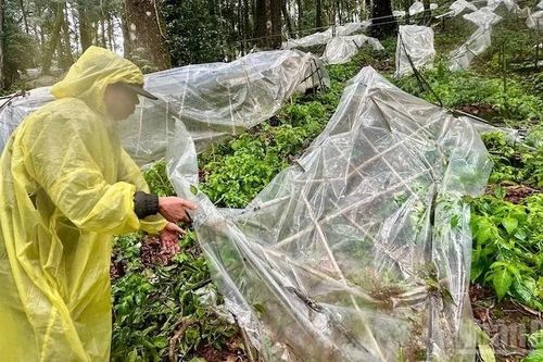 Tỉnh Quảng Ngãi rà soát, đưa phương án hỗ trợ người trồng sâm Ngọc Linh