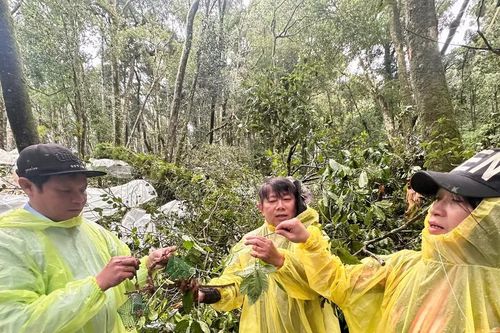 Rà soát, hỗ trợ thiệt hại do mưa bão gây ra đối với vùng trồng sâm Ngọc Linh