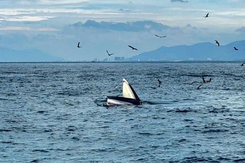 Cá voi tiếp tục xuất hiện tại vịnh Nha Trang