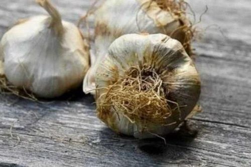 Loại tỏi tưởng vô hại nhưng có thể ảnh hưởng tiêu hóa, hại gan