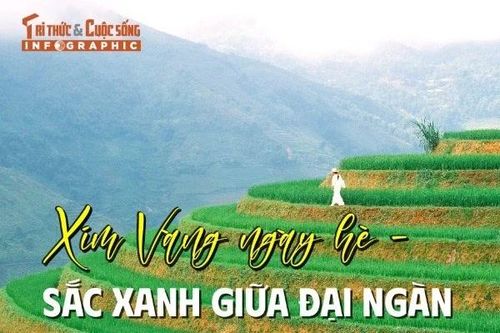 Xím vàng ngày hè - Sắc xanh giữa đại ngàn