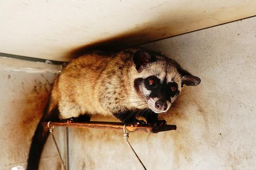 Quyết nuôi con đặc sản dù vợ phản đối, lão nông Vĩnh Long thu bộn tiền