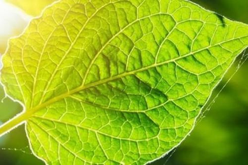 Quên pin mặt trời đi, 'lá cây nhân tạo' mới là tương lai năng lượng của nhân loại