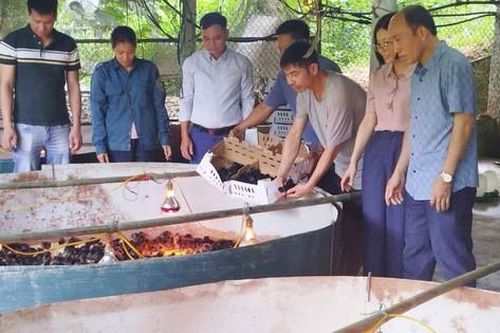 Hỗ trợ người dân phát triển kinh tế từ mô hình nuôi gà theo hướng VietGAHP