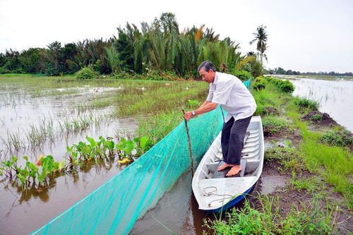 Một số loại cá giống tăng giá, do nông dân chuẩn bị thả nuôi mùa nước nổi