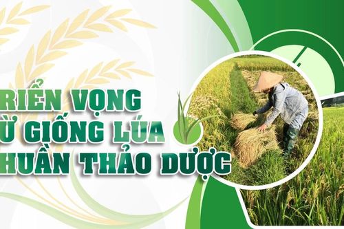 Triển vọng từ giống lúa thuần thảo dược