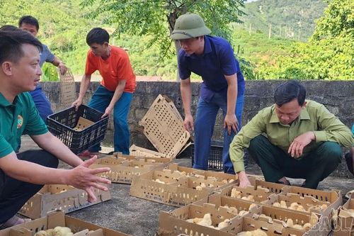 Hỗ trợ gà giống cho nông dân xã Nghĩa Đô