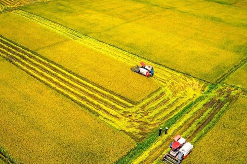 Lúa đặc sản trên cánh đồng Buôn Choáh