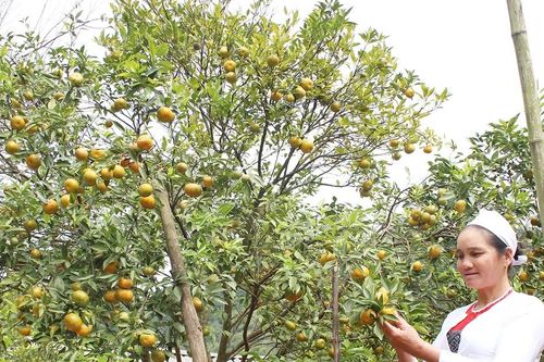 Khai thác tiềm năng, tạo đột phá trong phát triển nông nghiệp, du lịch; phấn đấu đưa Vân Sơn trở thành khu du lịch cấp tỉnh năm 2030