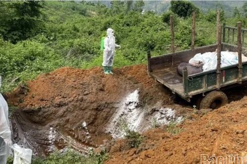 Thêm 1 xã hết bệnh Dịch tả lợn châu Phi