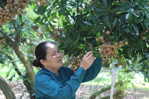 Nật Sơn hướng đến nền nông nghiệp xanh, bền vững