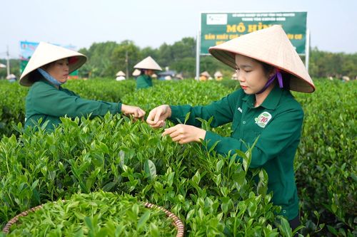 Thúc đẩy du lịch nông nghiệp gắn với văn hóa trà