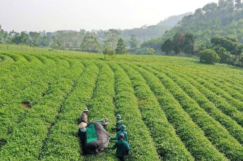 Chè Mỹ Lâm chinh phục các chứng nhận khắt khe toàn cầu