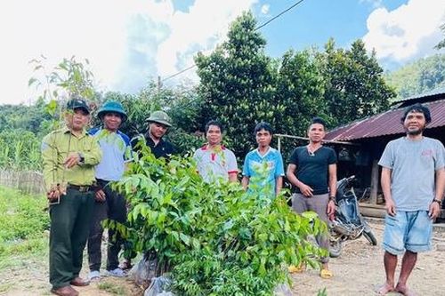 Những mô hình kinh tế vườn giúp giảm nghèo cho người dân Trà My