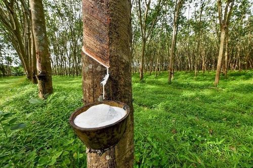 Một chu kỳ mới khởi sắc mở ra cho cổ phiếu ngành cao su?