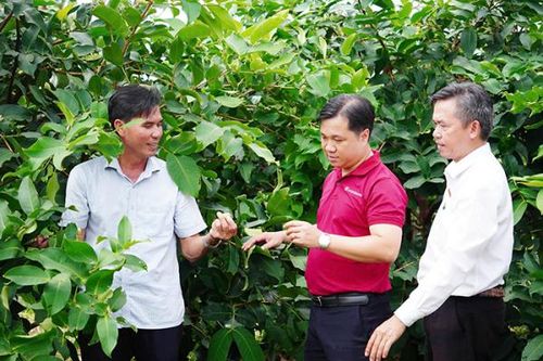 Agribank tiếp vốn cho mận hồng Sân Tiên chinh phục thị trường khó tính