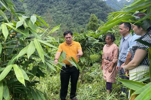 Cây giang lấy lá - mở hướng đi mới cho nông dân